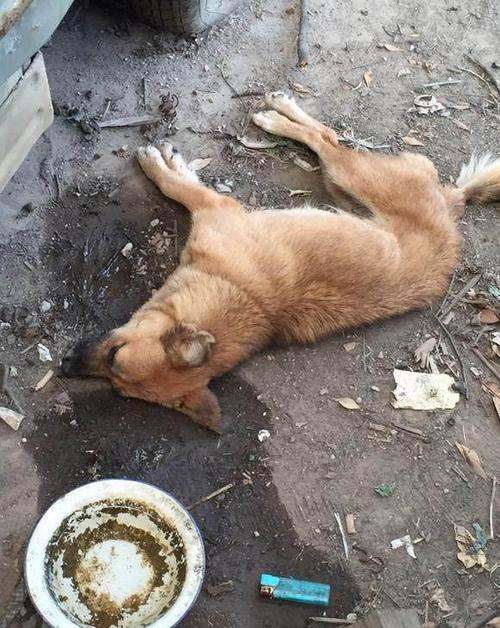動物死亡?動物死亡多久身體僵硬!