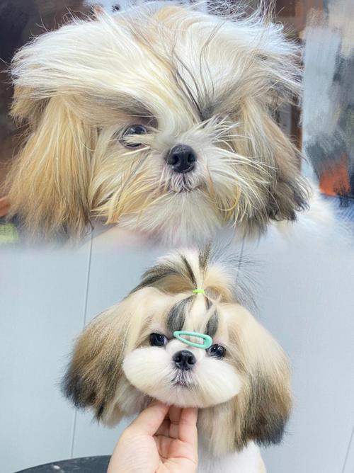 西施犬造型?西施犬造型圖片!