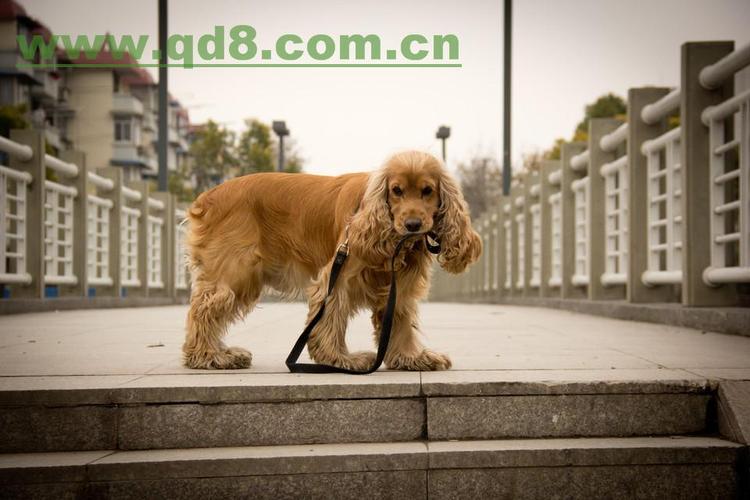 可卡多少錢?可卡多少錢一只幼犬!