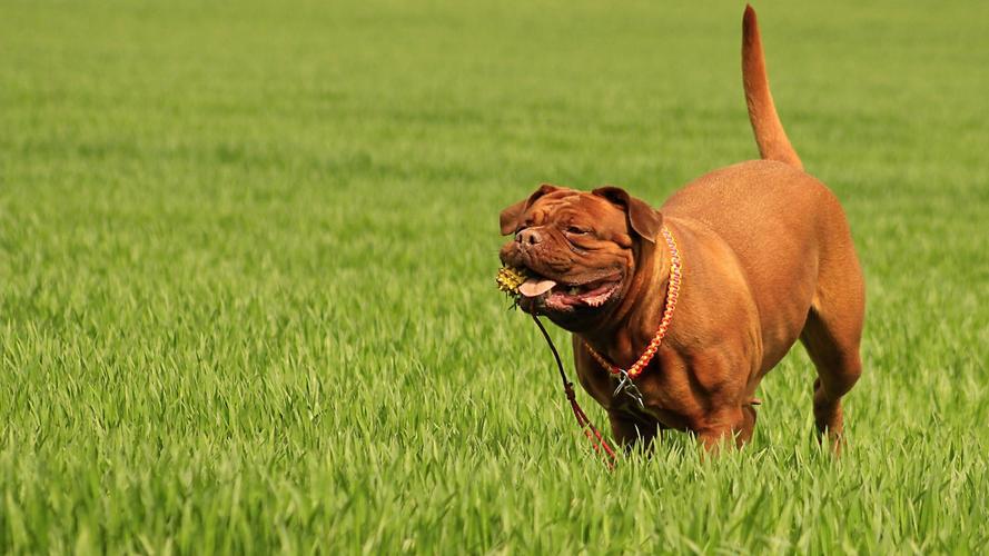 波爾多犬?波爾多犬圖片大全!