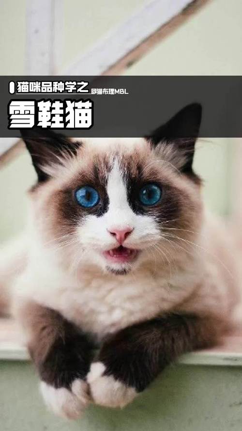 雪鞋貓?雪鞋貓價格多少錢一只!