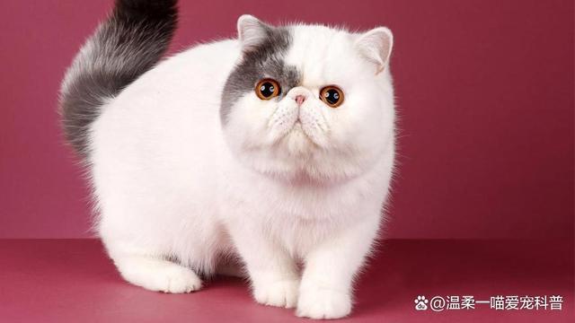 名貓?名貓排行榜前十名!