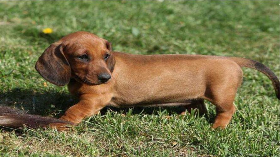 短毛臘腸犬?短毛臘腸犬價格!