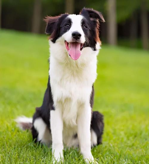 邊境牧羊犬多少錢?邊境牧羊犬多少錢一只!