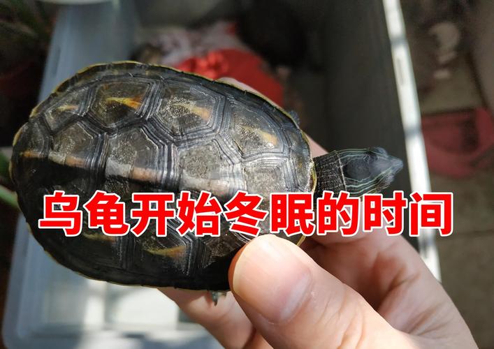 烏龜什么時候結束冬眠?烏龜什么時候結束冬眠?!