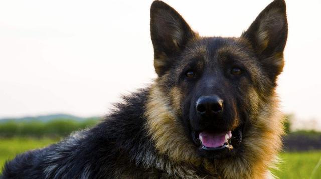 俄羅斯狼犬?俄羅斯狼犬圖片!