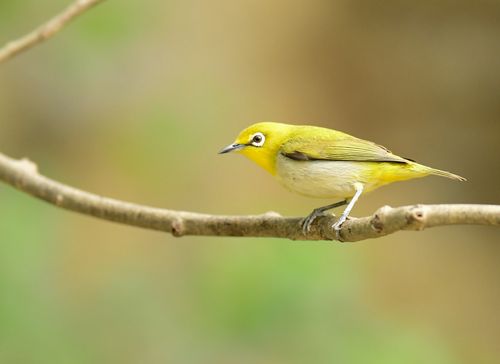 繡眼?繡眼鳥!