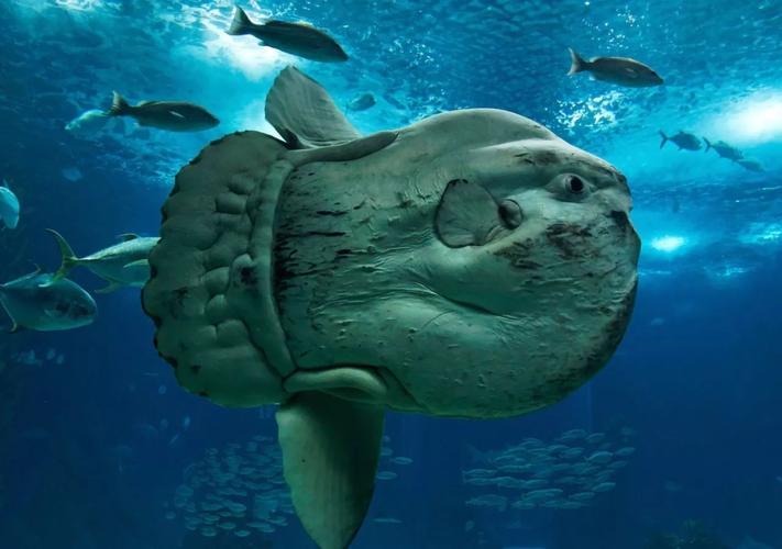 翻車鲀魚?翻車鲀魚圖片!