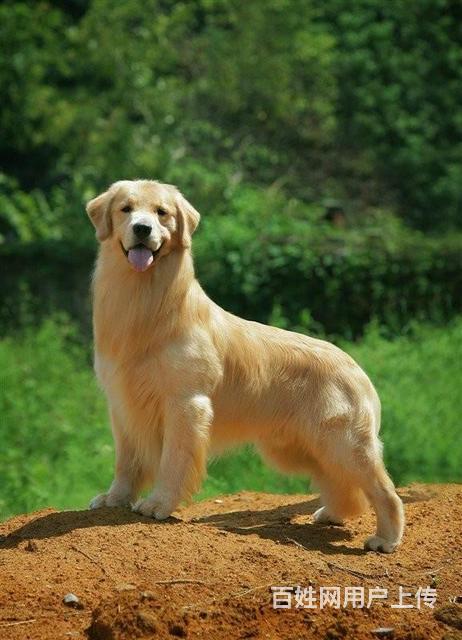 金毛獵犬多少錢?金毛獵犬多少錢一只!