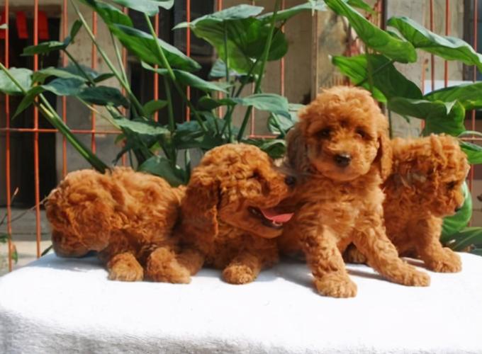 泰迪多少錢?泰迪多少錢一只幼犬!