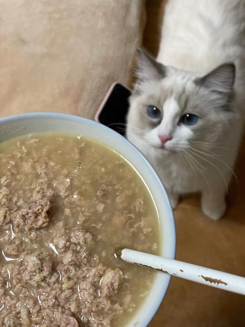 貓飯?貓飯怎么做!