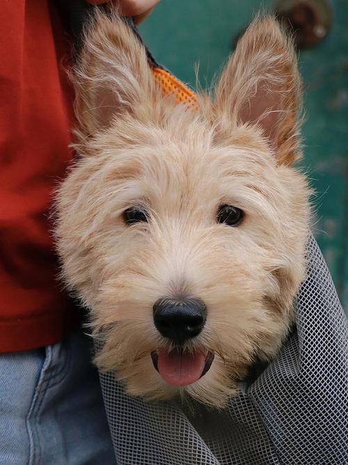 蘇格蘭梗?蘇格蘭梗犬圖片!
