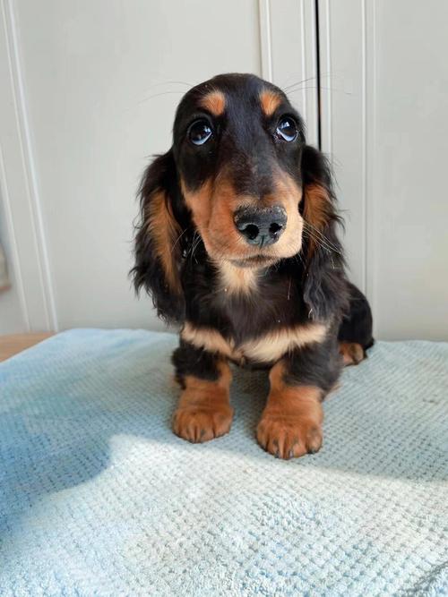 長毛臘腸犬?長毛臘腸犬圖片!