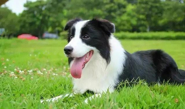 邊境牧羊犬智商?邊境牧羊犬智商相當于人幾歲!