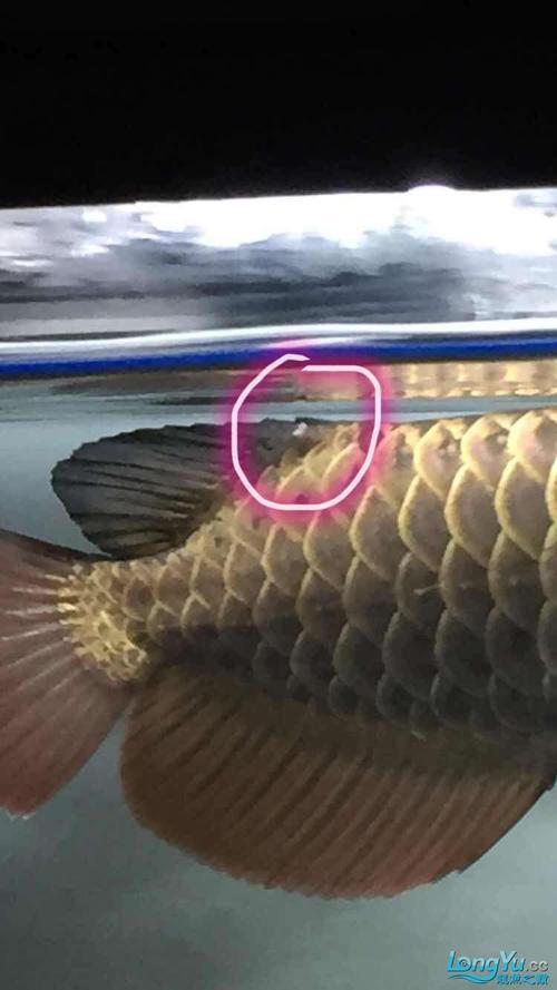 魚鰭發白?魚鰭發白爛了怎么辦!
