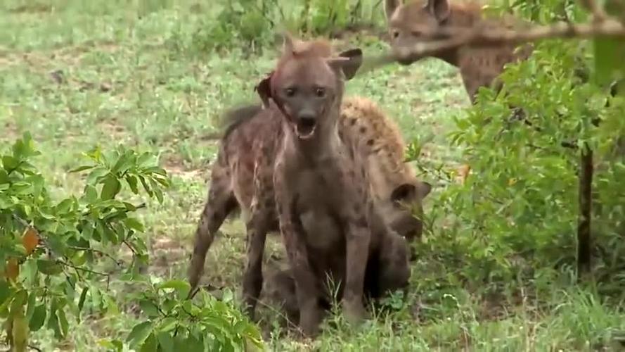 動物世界獵狗?動物世界獵狗與鬣狗打架!