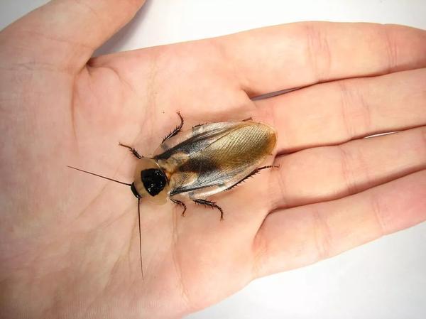 死人頭蟑螂?死人頭蟑螂分公母!