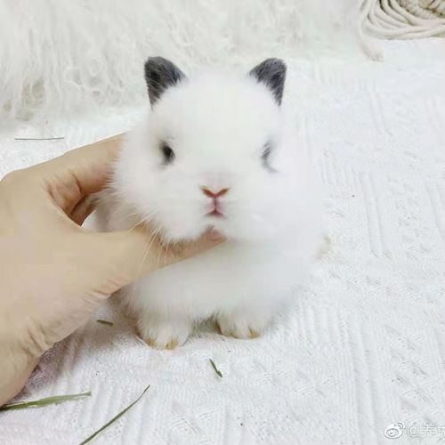 寵物兔的價格?寵物兔的價格多少錢一只!