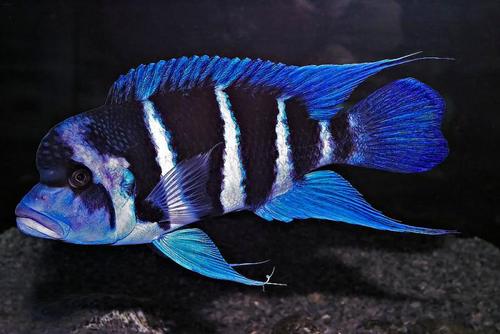 布隆迪六間?布隆迪六間魚!