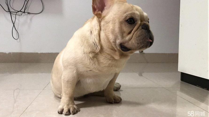 麒麟狗?麒麟狗圖片!