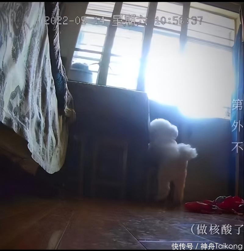 一只上海小狗獨自隔離的19天?!
