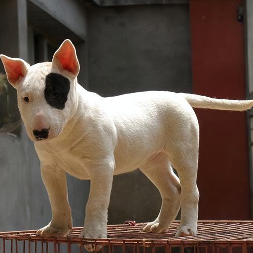 牛頭梗犬類?!