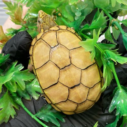 觀賞龜種類?觀賞龜種類大全圖!