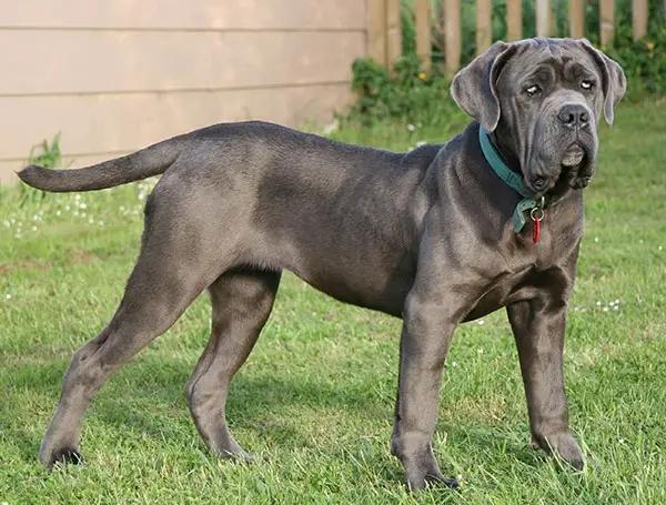 名犬排行榜?俄羅斯名犬排行榜!