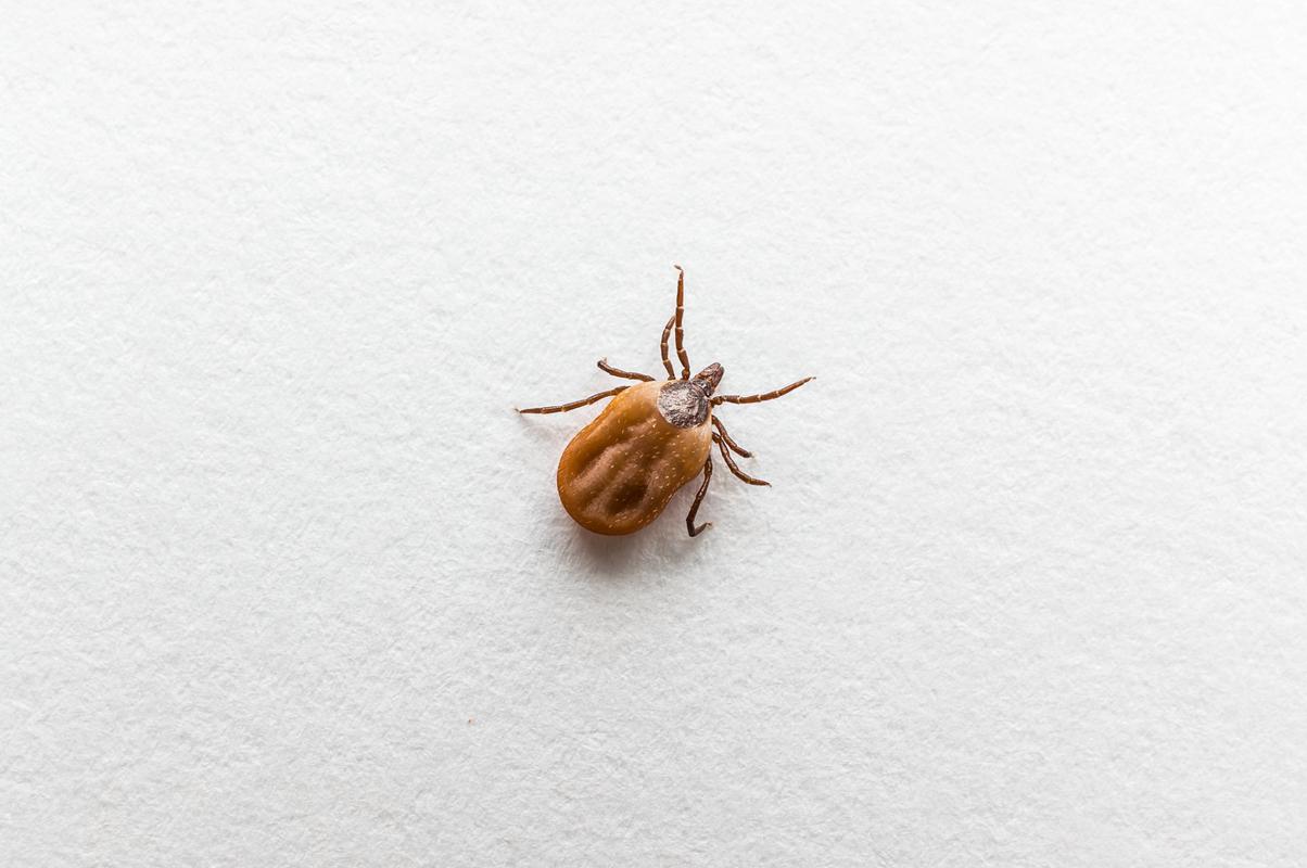 蜱虱?蜱虱子圖片!