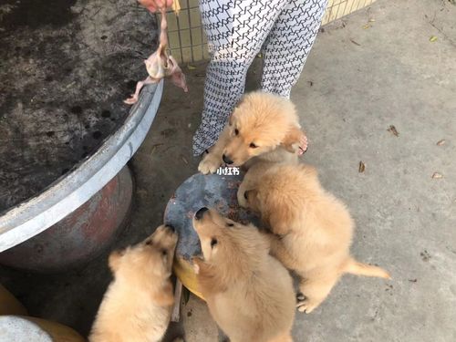 廣州寵物狗領養?廣州寵物狗領養網站!