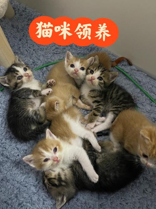 深圳寵物貓領養?深圳寵物貓領養中心!