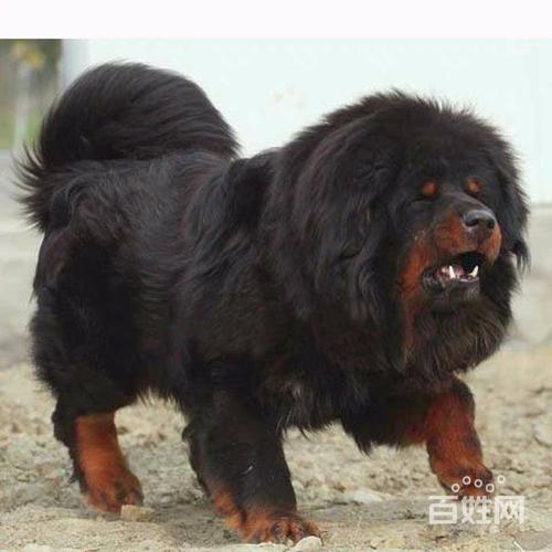 純種藏獒價格?純種藏獒價格多少錢一只!