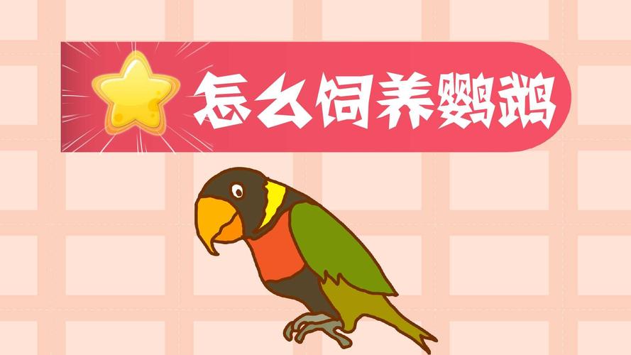 小鸚鵡?小鸚鵡怎么喂養方法!