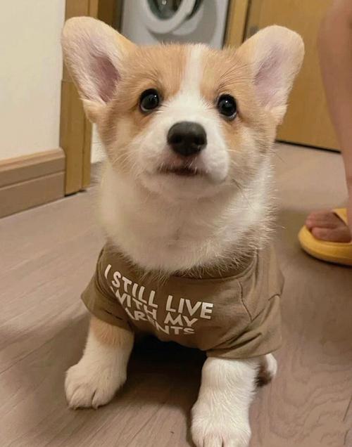 柯基幼犬?柯基幼犬圖片!