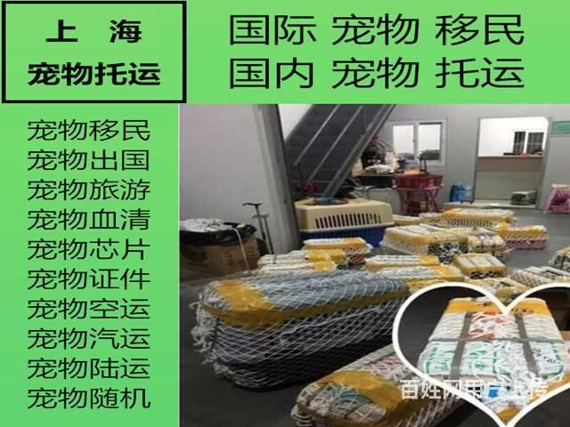 國際寵物托運?國際寵物托運公司哪家比較好!