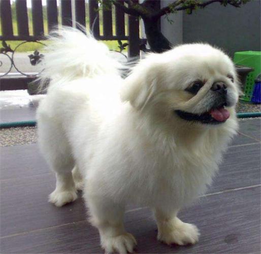 北京犬多少錢一只?純種北京犬多少錢一只!