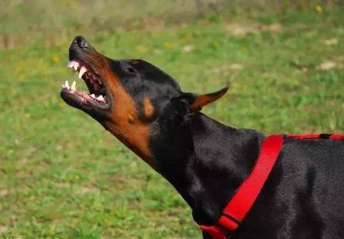 杜賓犬打架?杜賓犬打架視頻!