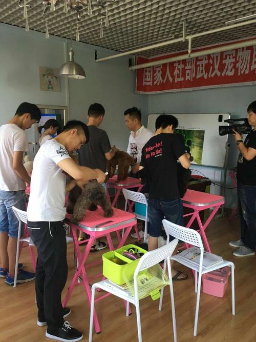 成都寵物美容培訓學校?成都寵物美容培訓學校哪家好!