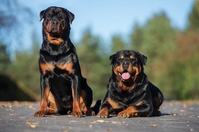 家庭護衛犬?家庭護衛犬排行榜!