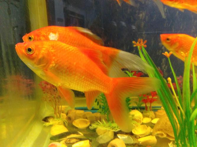 寵物魚大全?寵物魚大全100種!