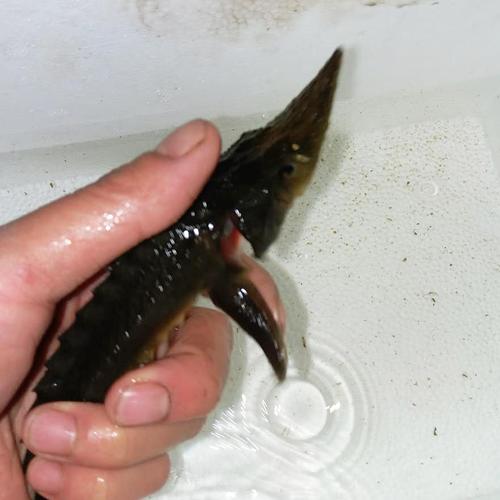 三大流氓魚觀賞魚?三大流氓魚觀賞魚冷水魚和熱水魚為什么不行!