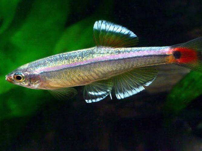 燈魚?燈魚圖片!