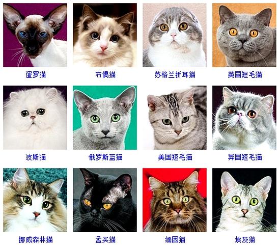 非純種貓?非純種貓的價格一般多少!