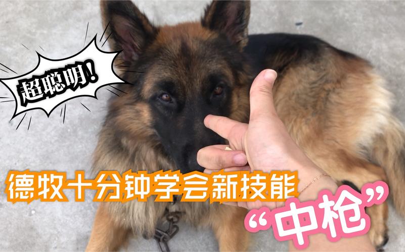 德牧訓練?德牧訓練教程!