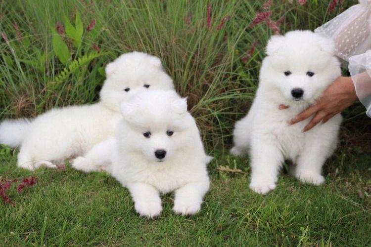 薩摩犬圖片?薩摩犬圖片 純種!