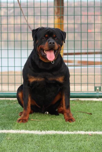 德國防暴犬?德國防暴犬圖片!