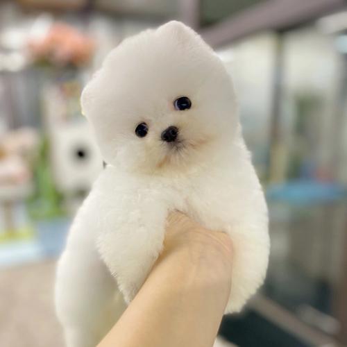 萌狗俊介?萌犬俊介!