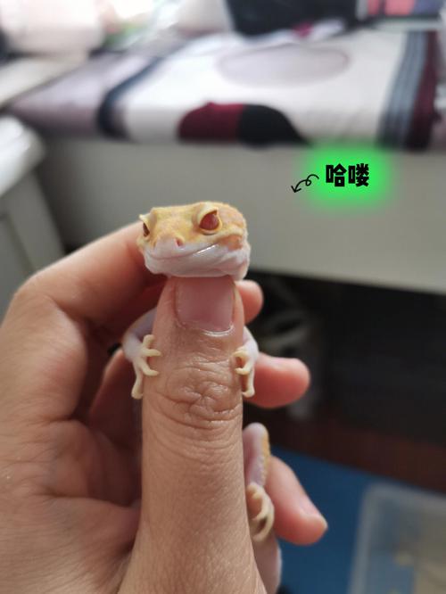 豹紋守宮飼養環境?豹紋守宮飼養環境布置!