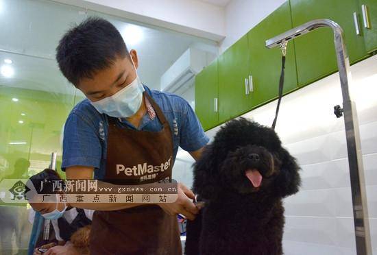 南寧寵物美容?南寧寵物美容培訓學校!