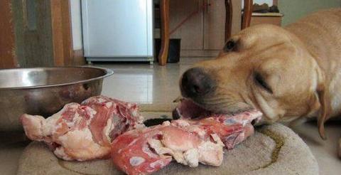 寵物狗的肉可以吃嗎?寵物狗的肉可以吃嗎?!